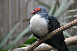 Columbiformes (Tourterelles - Pigeons - Gouras)