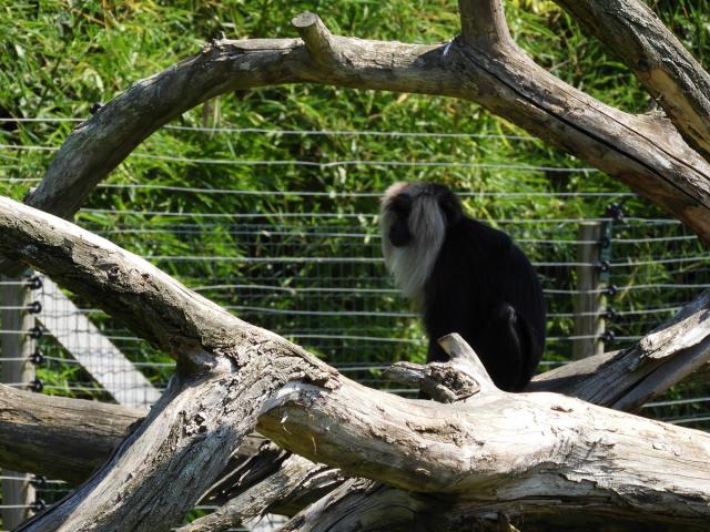 Macaque ouandérou